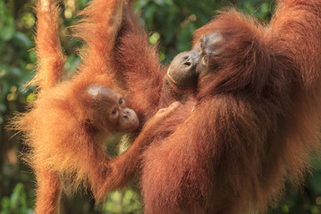 Orangutan monther and baby