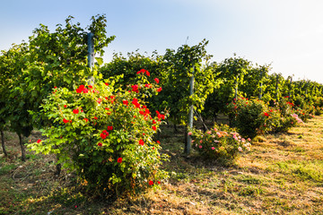 Fototapeta na wymiar Organic cultivation of grapes. 