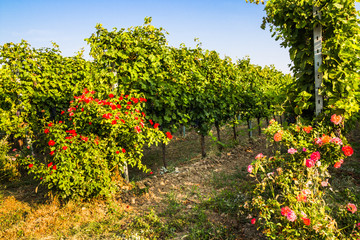 Fototapeta na wymiar Organic cultivation of grapes. 