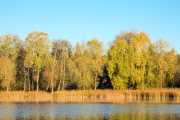 Autumn forest on the bank of the lake