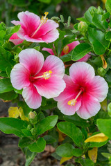 Hibiscus Pink