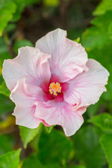 Hibiscus Pink
