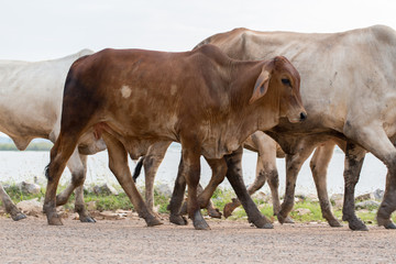  Cow and calf followed diligently.