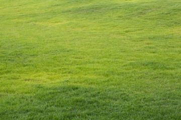 Beautiful green grass