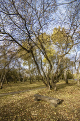 Vertical fall day landscape with bench and trees in rural park