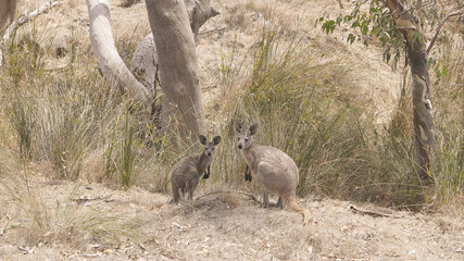 Känguru im Outback von Australien