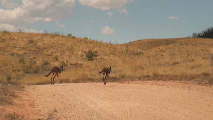 Fototapeta na wymiar Kängurus auf einer Outback Straße in Australien