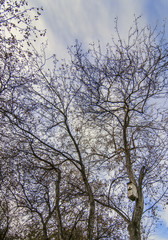Fototapeta na wymiar Vertical background with birdhouse on tree in rural park