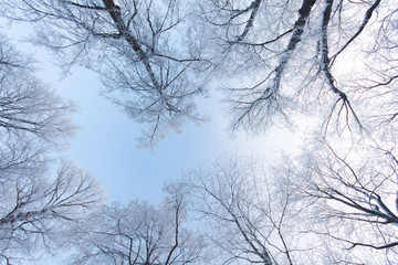 Fototapeta na wymiar Bottom view of trees covered with hoarfrost