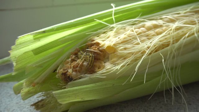 Corn Suffered From Caterpillar