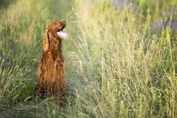 Beautiful panting Irish Setter dog sitting in the field in summer