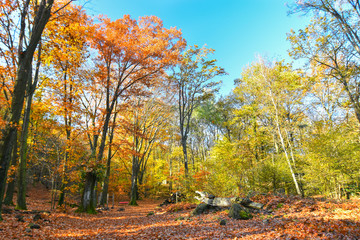 Il bosco si colora d'autunno