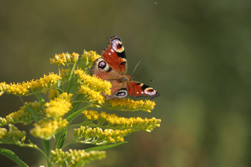 European Peacock (Aglais io) and goldenrod