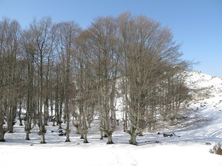 mount gorbea in winter
