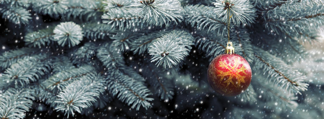 Close up of red christmas ball on fir tree branch