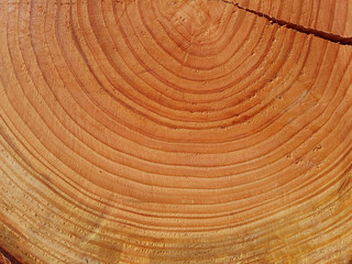 Naklejka premium Jahresringe; Baumscheibe; Fichte