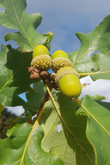 Obraz premium Traubeneiche; Quercus; petraea; Wintereiche