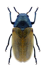 Beetle Labidostomis cyanicornis on a white background