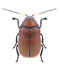 Beetle Cryptocephalus coryli on a white background