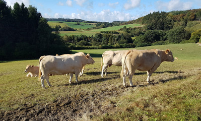 Obraz premium Fleischkuehe, Rinder, Kuh