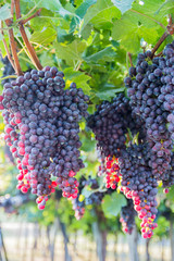 Bunches of ripe grapes before harvest.

