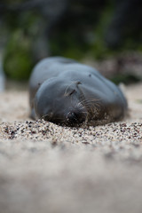 ガラパゴスアザラシ