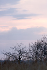 Obraz premium Winterliche Baumgruppe vor bewölktem Himmel