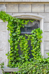 Von Efeu zugewachsenes Fenster