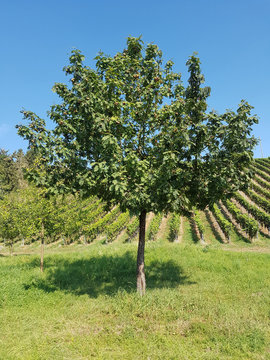 Speierling; Sorbus; domestica; Obst; Obstbaum