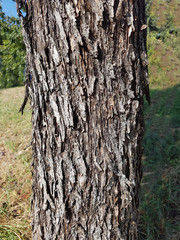 Speierling; Sorbus; domestica; Obst; Obstbaum