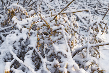 Snowy bush of fern. First snow. Snow on the dry leaves.