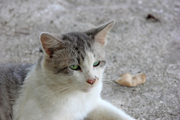 貫禄たっぷりな猫