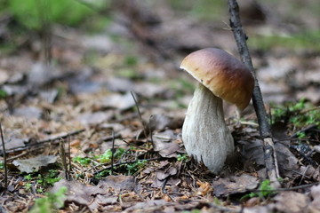 Mushrooms in the forest