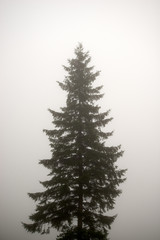 fir-tree. silhouette