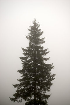 Fototapeta fir-tree. silhouette