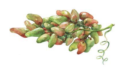Bunch of fresh grapes.  Hand drawn watercolor painting on white background.