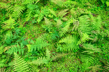 Fototapeta na wymiar fern nature background forest
