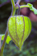 Fruit of Physalis (Physalis peruviana) also called Cape gooseberry, Uchuva or gold berries