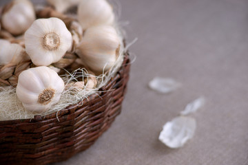 Много чеснока лежит в плетеной корзине. Чеснок связан в косичку. На мешковину упала шелуха от чеснока.
