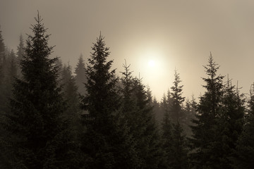 Spruce in the mist