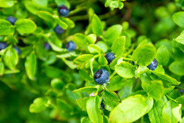 bilberry on a bush