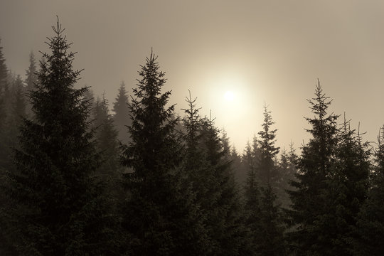 Fototapeta Spruce in the mist