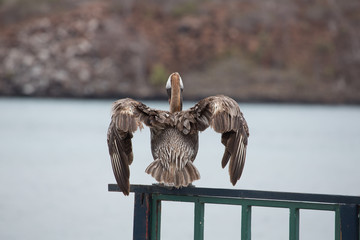 Brown pelican spreading wings
