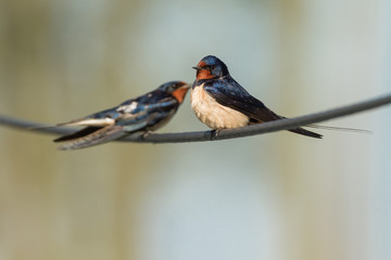 Rauchschwalbe auf einer Leitung sitzend