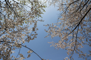 Cherry Blossoms