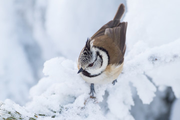 Obraz premium Haubenmeise in einer weißen Winterlandschaft