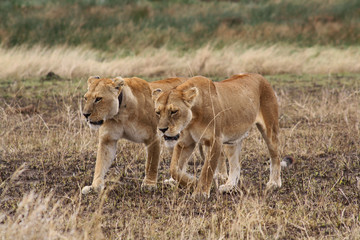 Obraz na płótnie Canvas Lionesses hunting in the Serengueti National Park, Tanzania