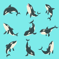 Obraz na płótnie Canvas Arctic Orca Whale Different Body Positions Set Of Illustrations.