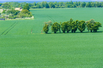 Kornfeld, Fehmarn, Ostsee, Schleswig-Holstein, Deutschland, Euro
