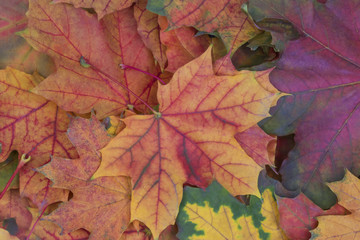 Naklejka na ściany i meble colorful multi-colored autumn maple leaves close